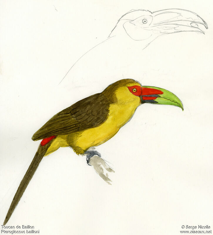 Toucan de Baillon, identification