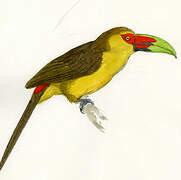 Saffron Toucanet