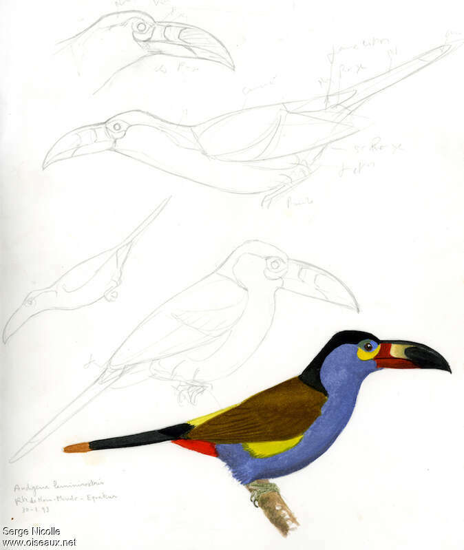 Toucan montagnard, identification