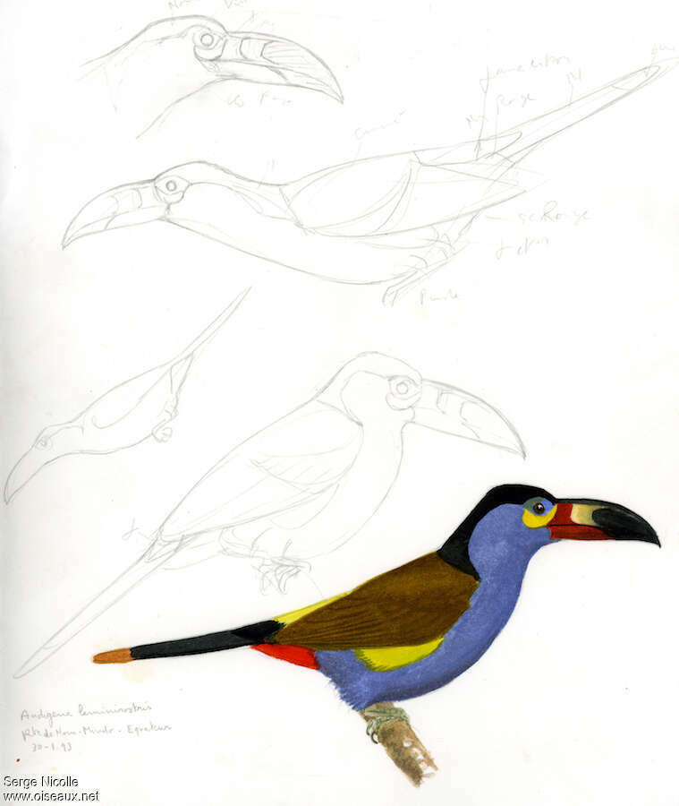 Plate-billed Mountain Toucan, identification