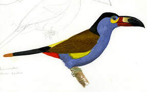 Plate-billed Mountain Toucan