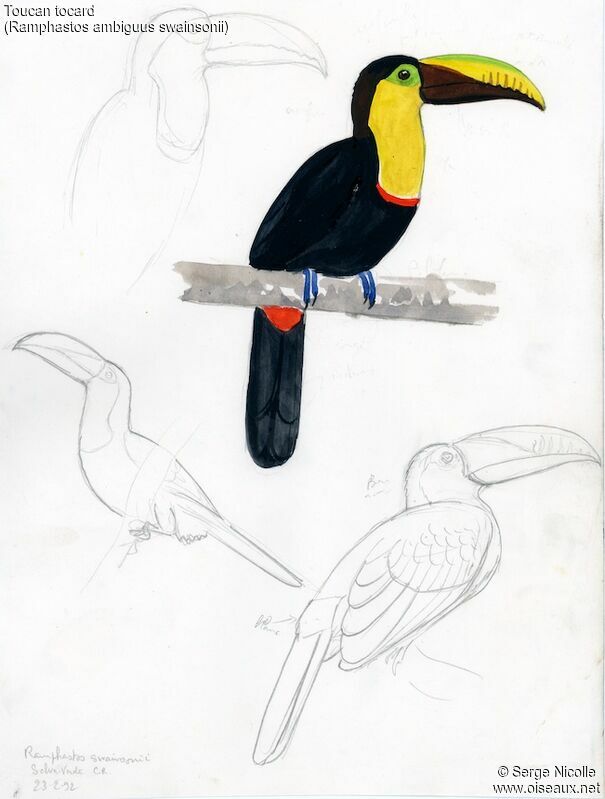 Yellow-throated Toucan, identification
