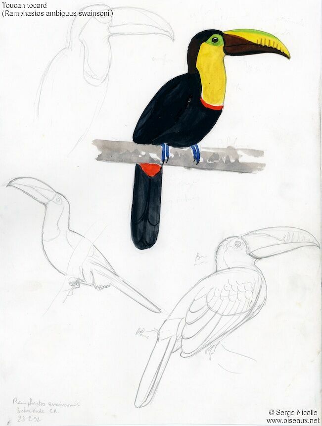 Toucan tocard, identification