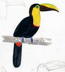 Toucan tocard