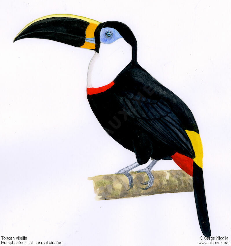 Channel-billed Toucan, identification