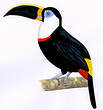 Toucan vitellin