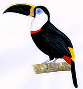 Channel-billed Toucan