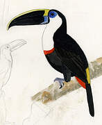 Channel-billed Toucan