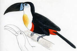 Channel-billed Toucan