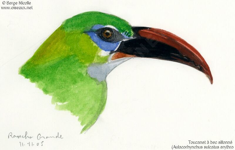 Groove-billed Toucanet, identification