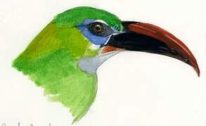 Groove-billed Toucanet