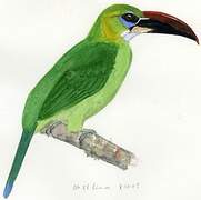 Toucanet à bec sillonné