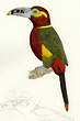 Toucanet à bec tacheté