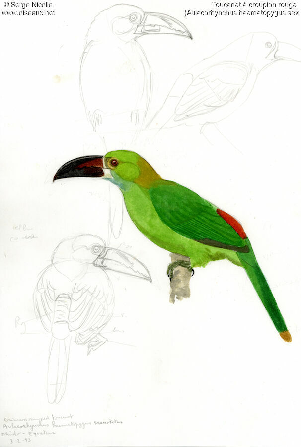 Crimson-rumped Toucanet, identification