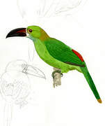 Crimson-rumped Toucanet