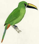 Black-throated Toucanet