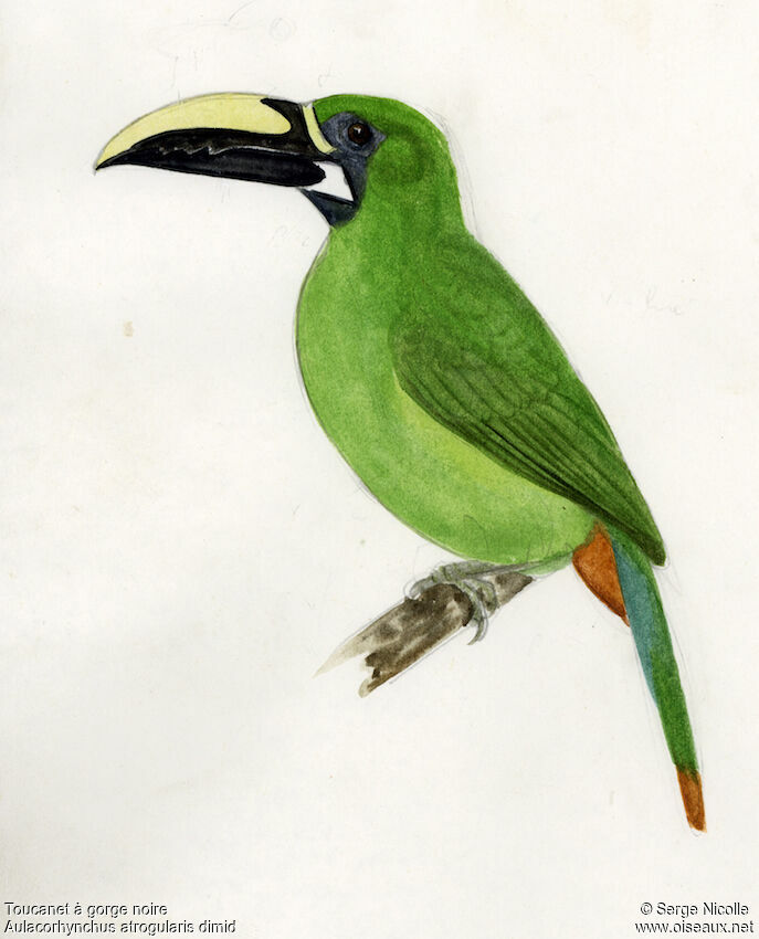 Black-throated Toucanet, identification