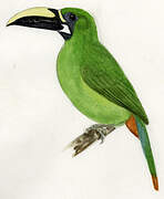 Black-throated Toucanet