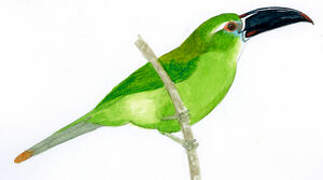 Toucanet de Derby