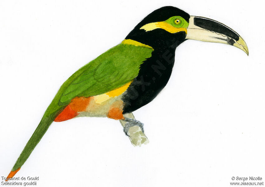 Gould's Toucanet male, identification