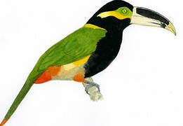 Toucanet de Gould