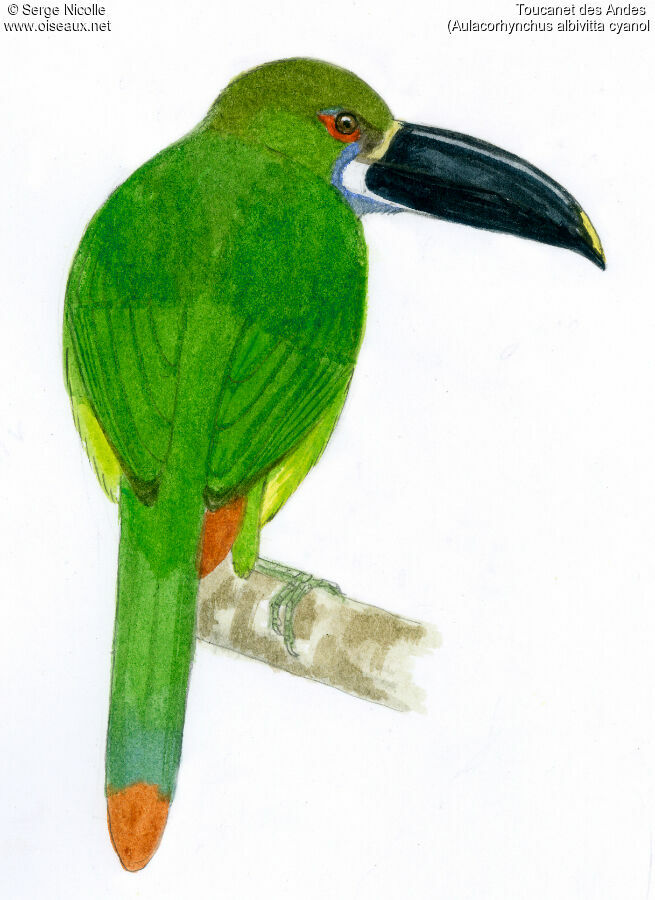 White-throated Toucanet, identification