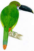 White-throated Toucanet