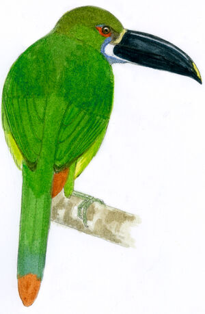 Toucanet des Andes