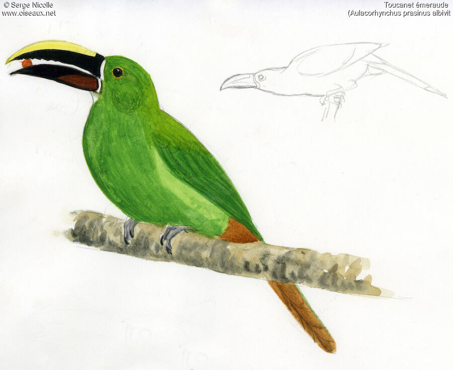 Emerald Toucanet, identification