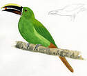 Toucanet émeraude