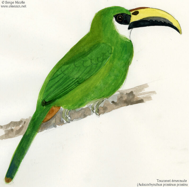 Toucanet émeraude, identification