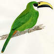 Toucanet émeraude