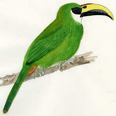 Toucanet émeraude