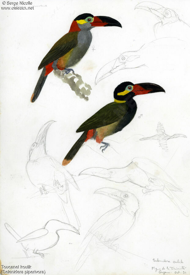 Guianan Toucanet , identification