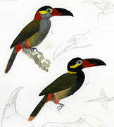 Toucanet koulik