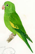 Yellow-chevroned Parakeet