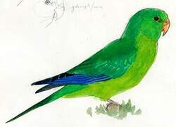 Mountain Parakeet