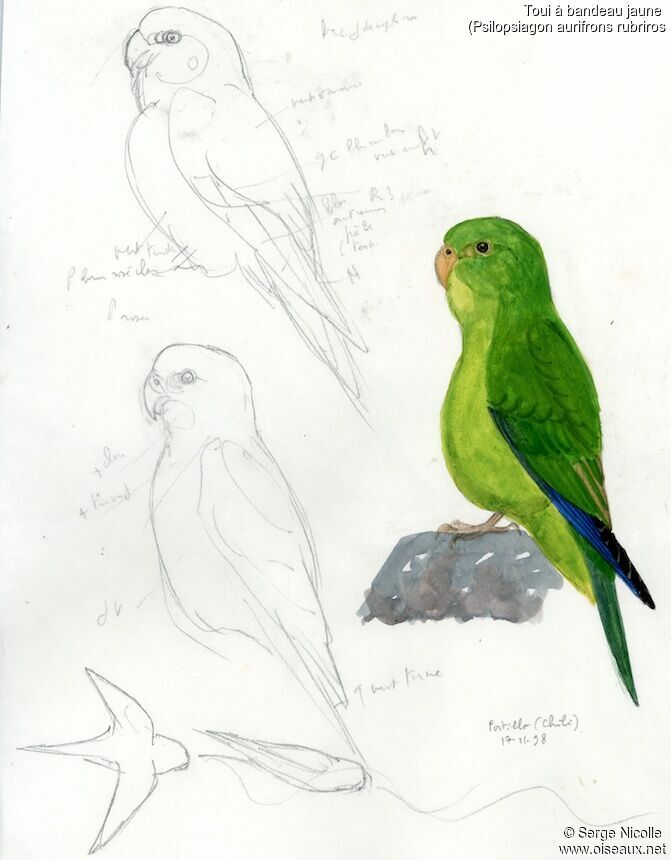 Mountain Parakeet, identification