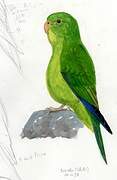 Mountain Parakeet
