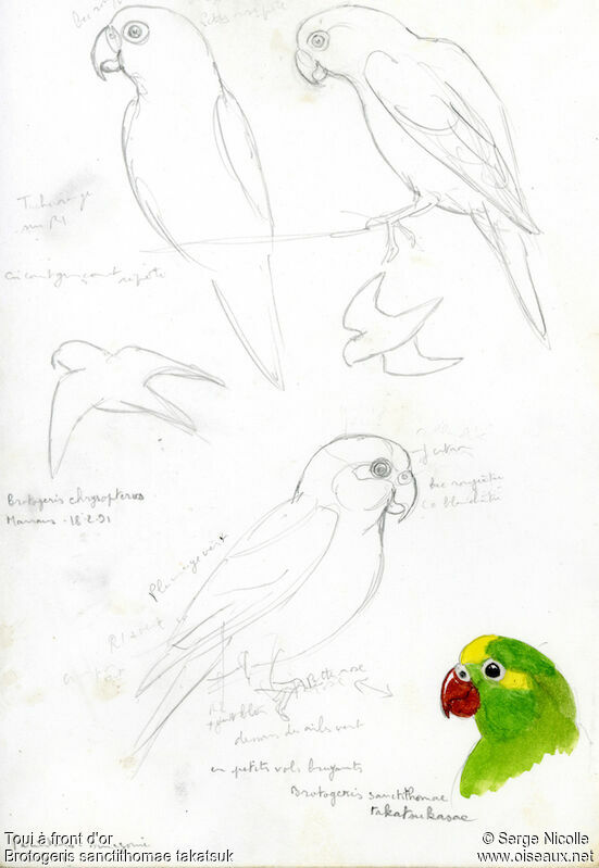 Tui Parakeet, identification