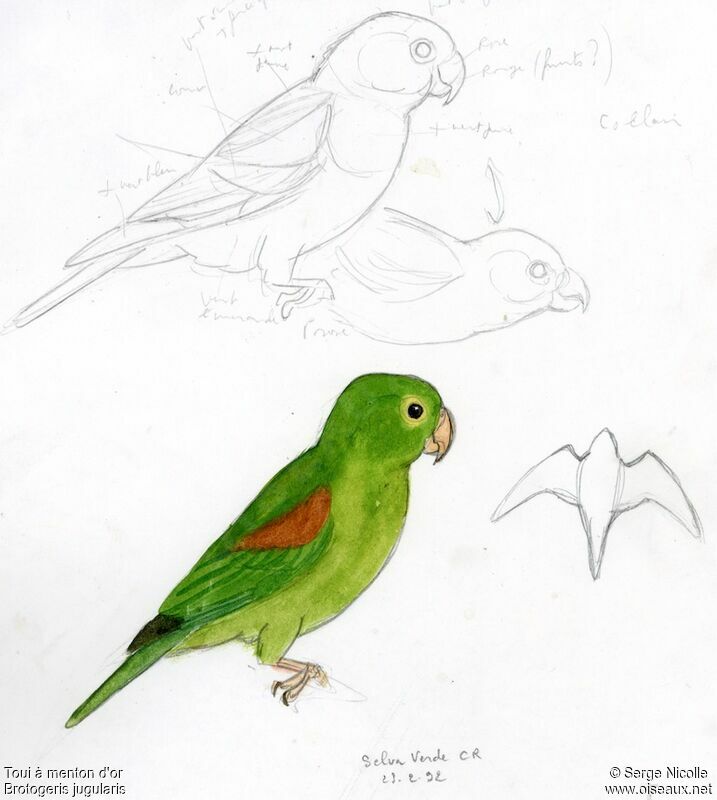 Orange-chinned Parakeet, identification