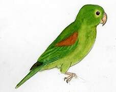 Orange-chinned Parakeet