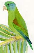 Orange-chinned Parakeet