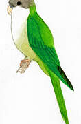 Grey-hooded Parakeet