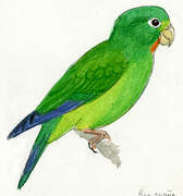 Cobalt-winged Parakeet