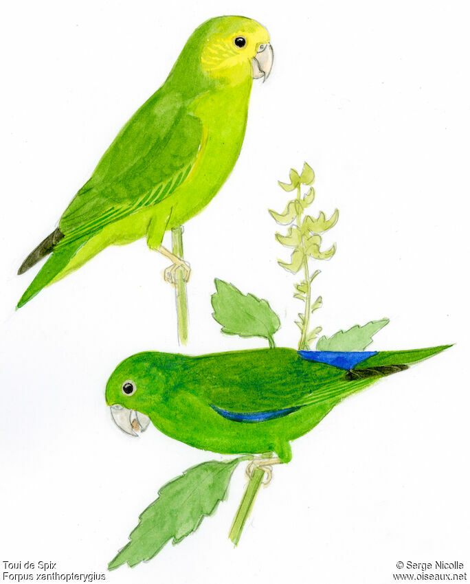 Blue-winged Parrotlet 