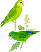 Blue-winged Parrotlet