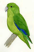 Blue-winged Parrotlet