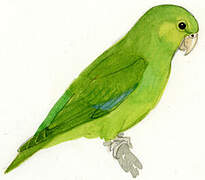 Mexican Parrotlet