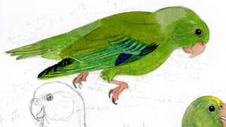 Green-rumped Parrotlet